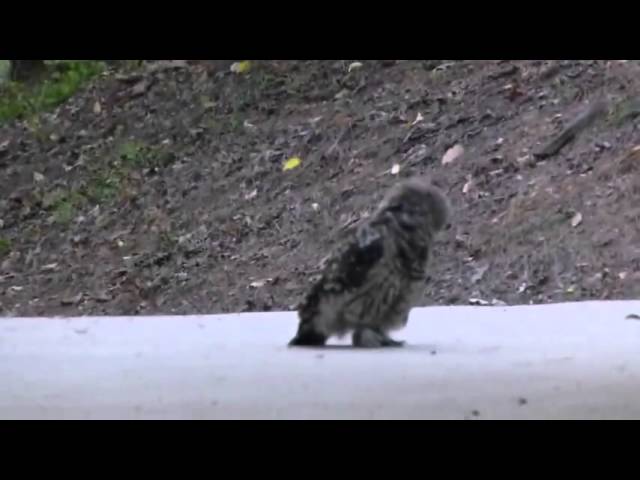 Úgy tanul vadászni a kis bagoly, mint egy macska