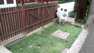 Jobbiknak nevezte el a kutyáját