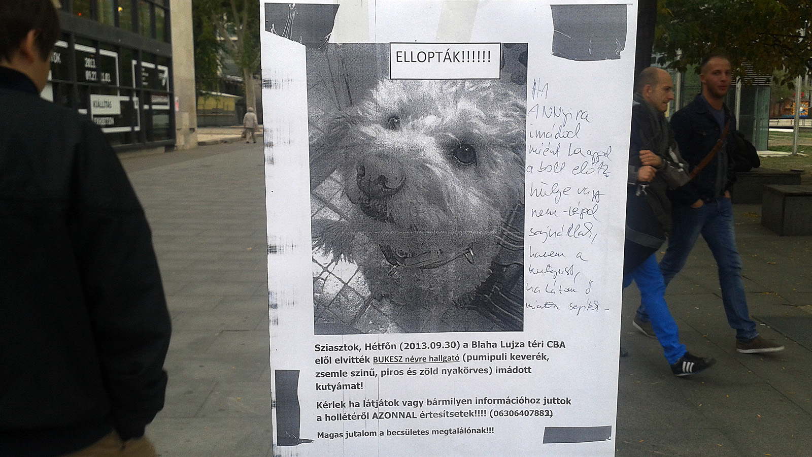 Ellopták a kutyádat? Mekkora hülye vagy!