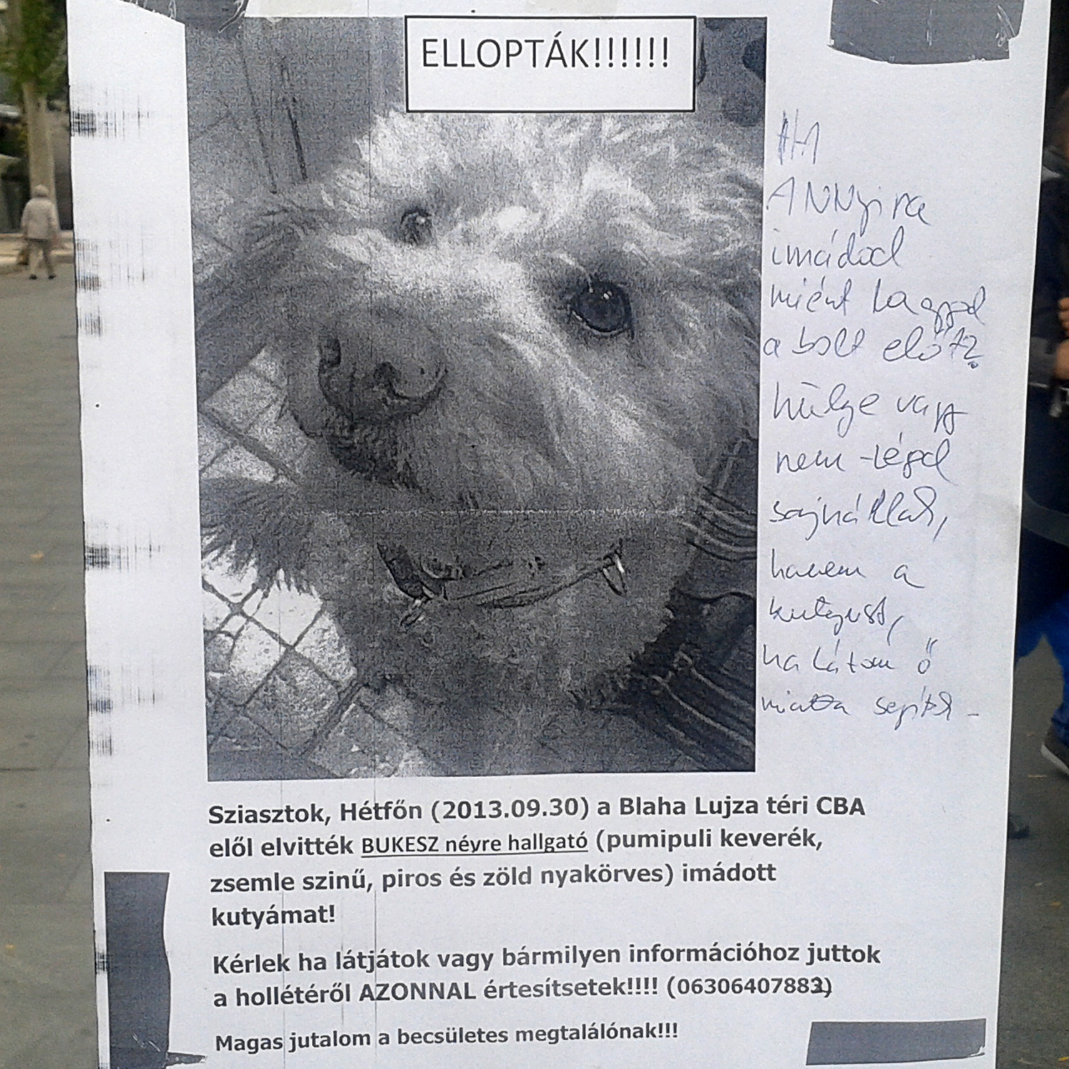 Illustration for article titled Ellopták a kutyádat? Mekkora hülye vagy!