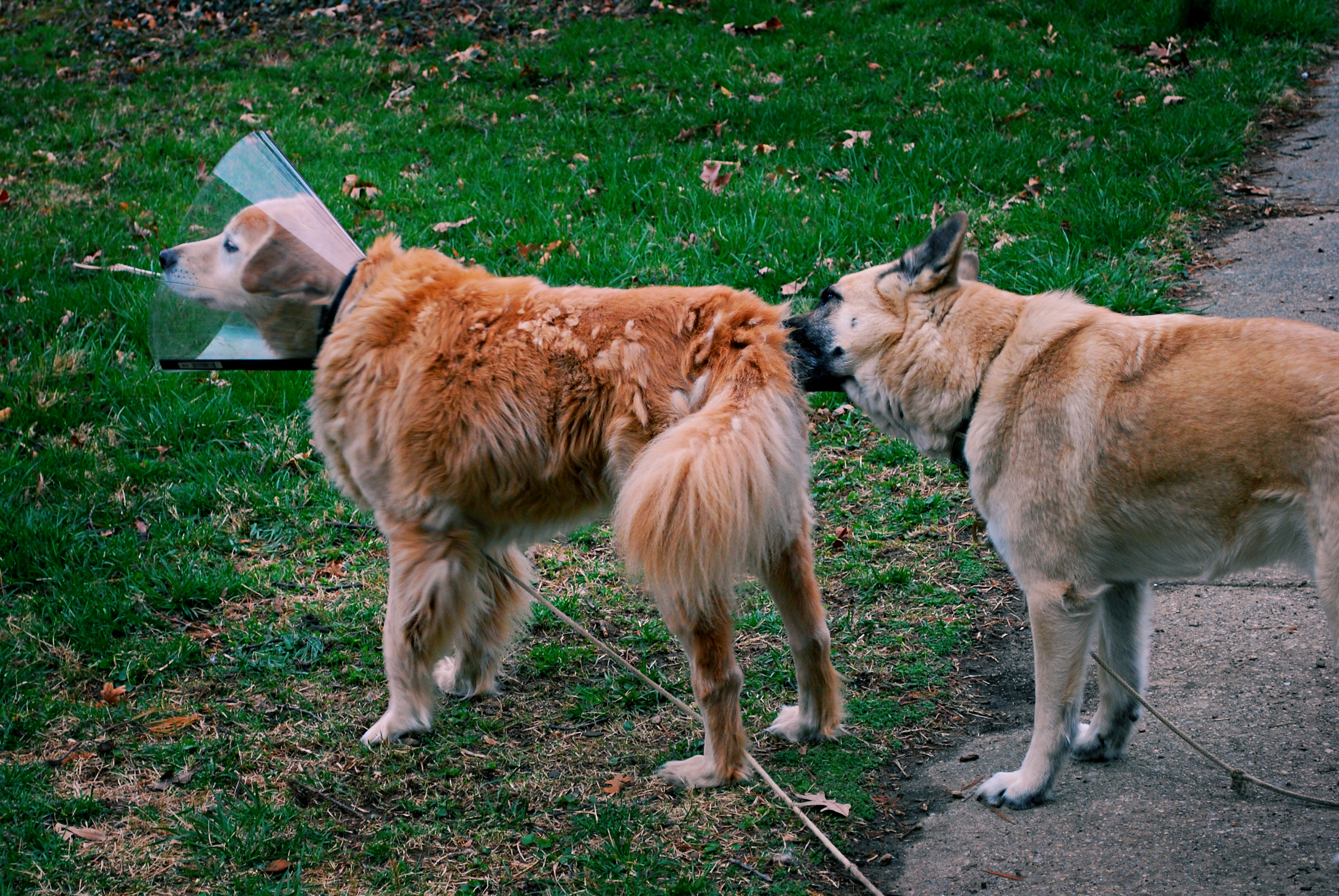 A hét seggnyalója a Kaposvári Egyetem online lapjának munkatársa
