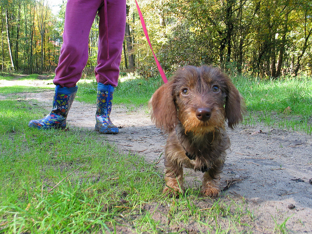 Illustration for article titled Ilyen volt átélni egy rémkaticatámadást Somogyban