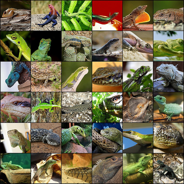 Vidám hangulatban került elő a 18 napig gyíkokon élő 72 éves bácsi