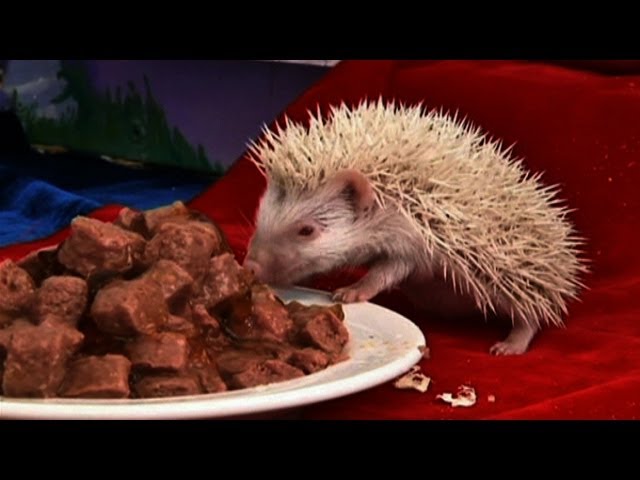 Mi cukibb az albínó süninél? Albínó kengurbébi vagy albínó csacsi?