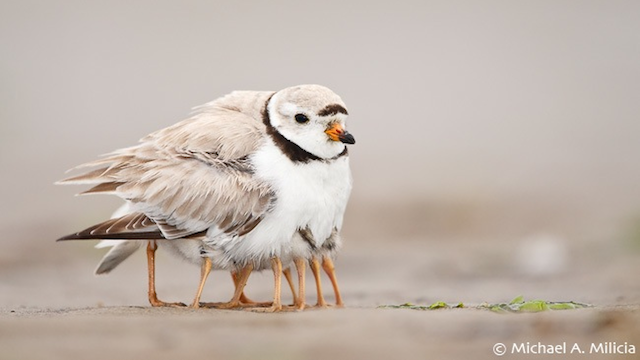 Lehet-e a nap cukisága egy 9 lábú állat? Igen, ha madár