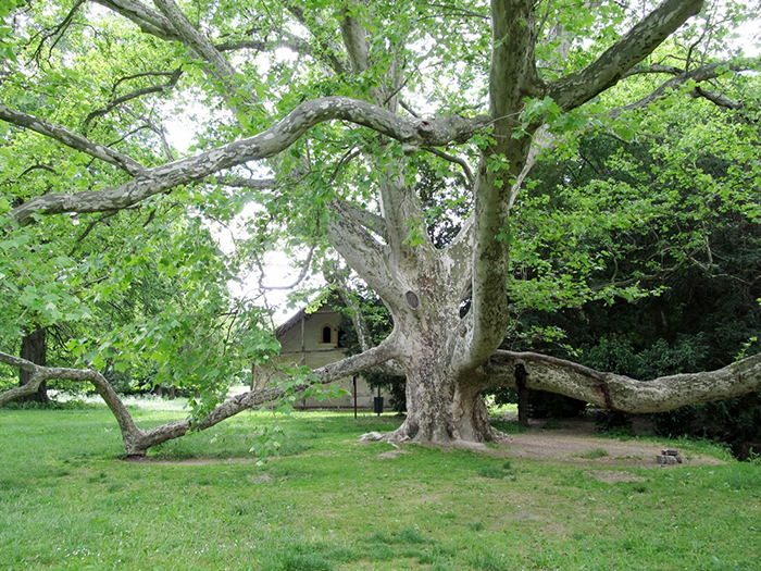 Illustration for article titled Jó, hogy fákat vágtak a Kossuth téren, de a Városliget terve vérlázító
