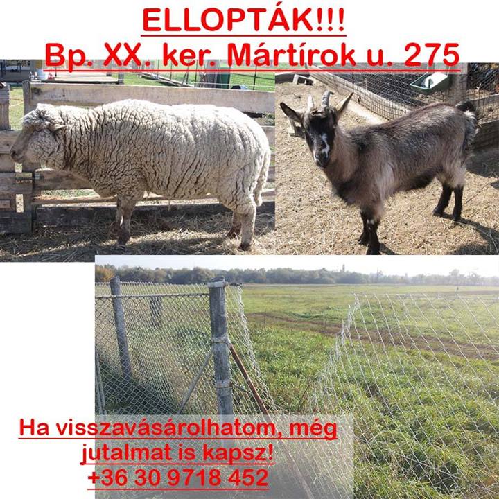 Elraboltak két celeb állatot Pesten. A birka és a kecske is sztár volt