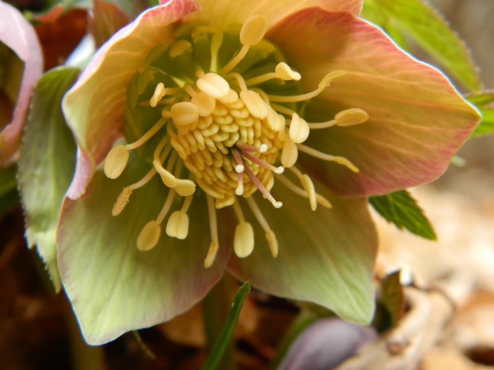 Erdélyi virágos mezőt kapott a keresztelőjére György herceg