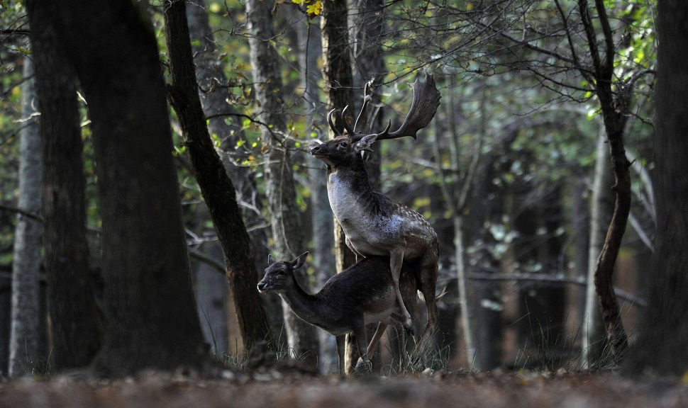 Az év szarvasszexfotója egyenesen az MTI-től!