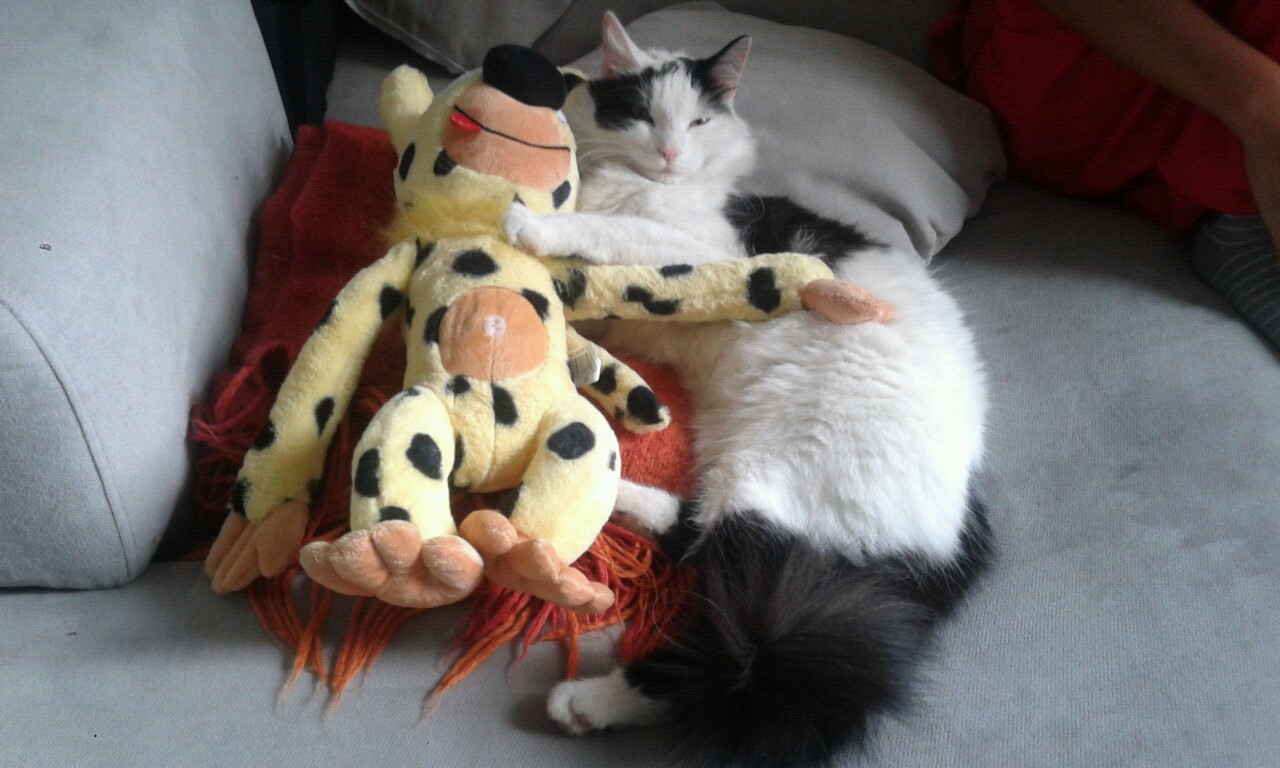 Illustration for article titled Extracuki: Nem hagyja a macska, hogy megsétáltassam a kutyát