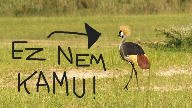 Darvakat bámultunk a világ körül