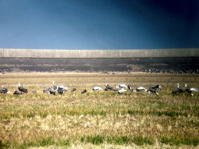 Illustration for article titled Darvakat bámultunk a világ körül