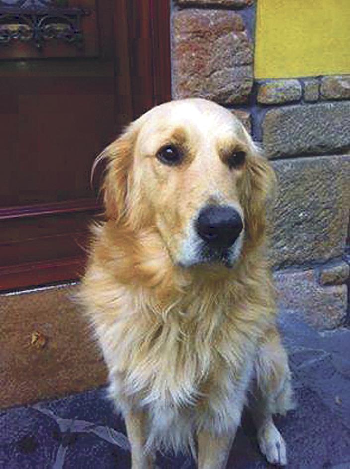 Megoldódott az elrabolt budai kutya ügye?