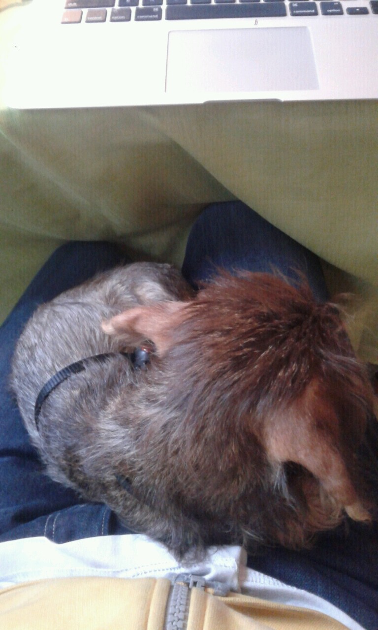 Illustration for article titled A funkciótlan cukiskodás csúcsa az ugató kiscica