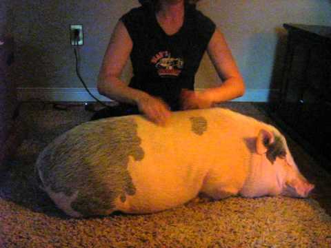 Hazudik-e a disznón doboló asszony?