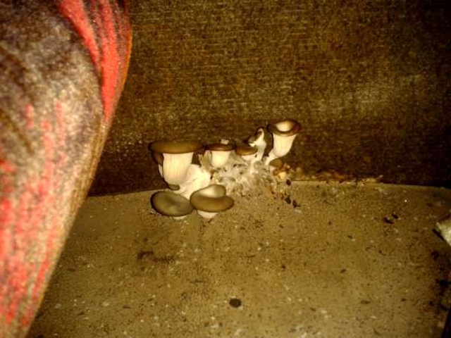 Gomba nőtt a távolsági buszon