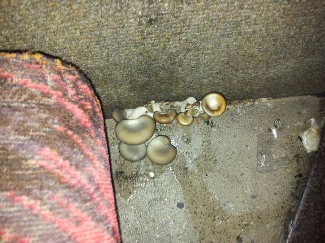 Illustration for article titled Gomba nőtt a távolsági buszon