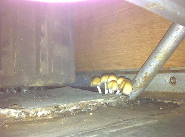 Illustration for article titled Gomba nőtt a távolsági buszon