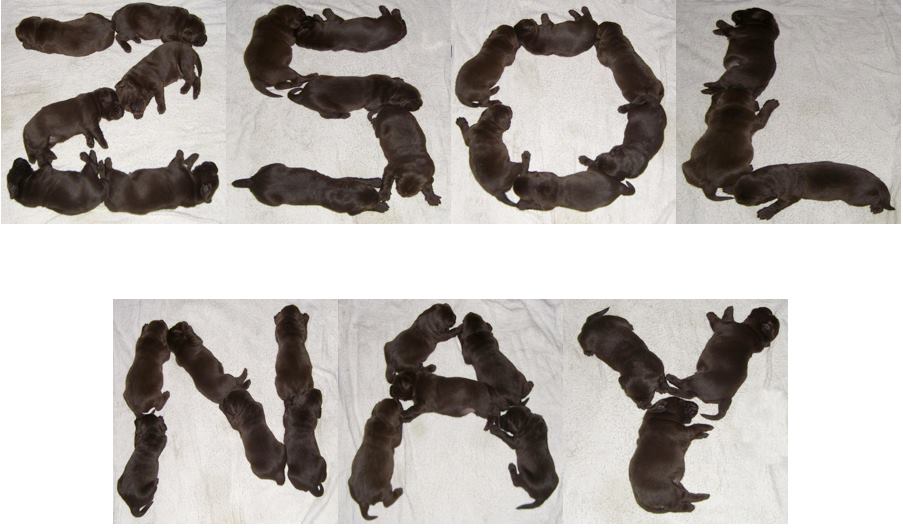 Illustration for article titled A Zsolnay vicces fukarságára vicces logólavina a netezők válasza