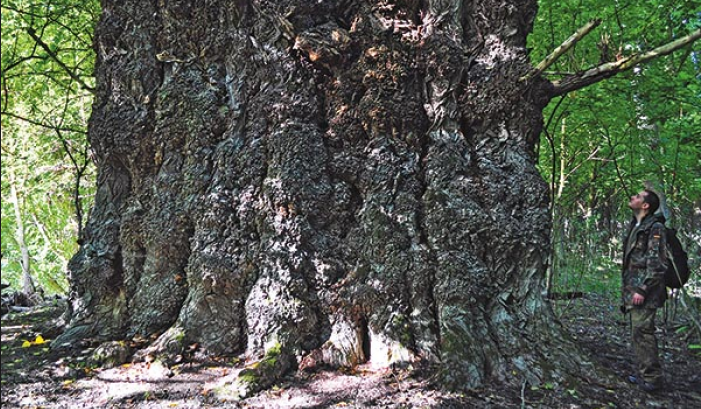 Look at this motherfucking nyárfa