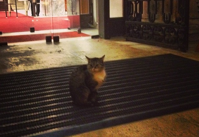 Elmentem JFK-ről kutatni, de csak ezt a cicás képet tudtam elhozni