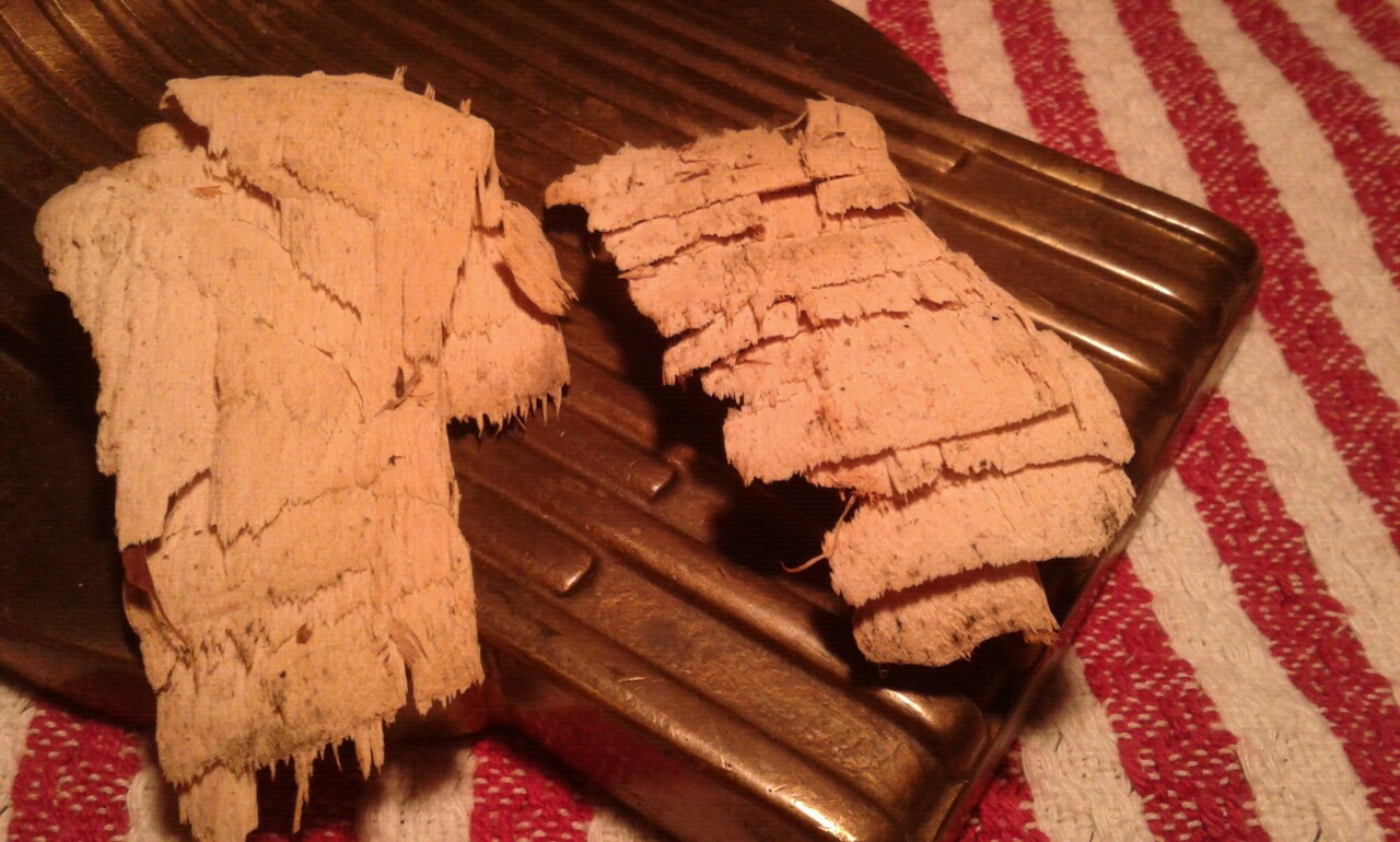 Illustration for article titled Titokban kifogtak egy ritka, védett ősi óriáshalat Budapesten