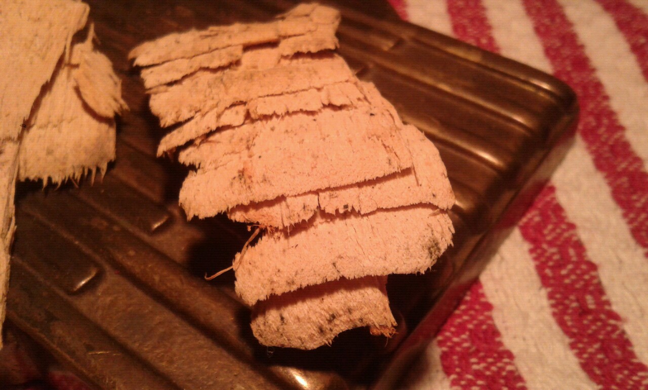 Illustration for article titled Titokban kifogtak egy ritka, védett ősi óriáshalat Budapesten