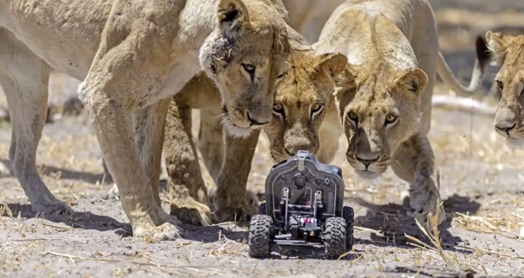 Ennél jobb oroszlánfotók ma már nem lesznek!