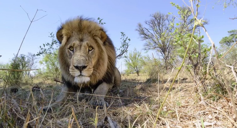 Illustration for article titled Ennél jobb oroszlánfotók ma már nem lesznek!