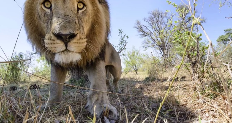 Illustration for article titled Ennél jobb oroszlánfotók ma már nem lesznek!
