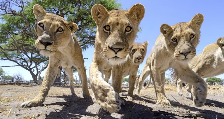 Illustration for article titled Ennél jobb oroszlánfotók ma már nem lesznek!