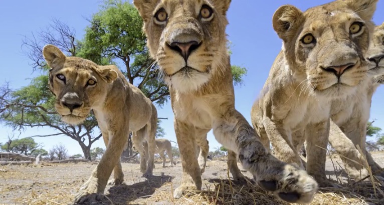 Illustration for article titled Ennél jobb oroszlánfotók ma már nem lesznek!