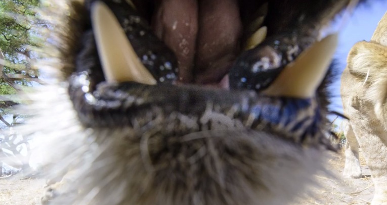 Illustration for article titled Ennél jobb oroszlánfotók ma már nem lesznek!