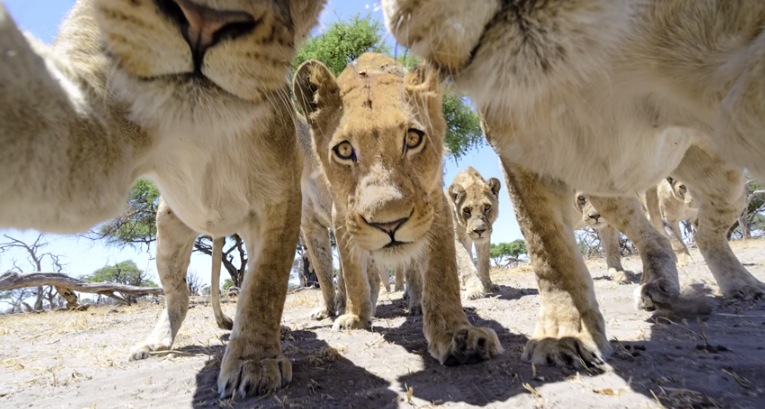 Illustration for article titled Ennél jobb oroszlánfotók ma már nem lesznek!