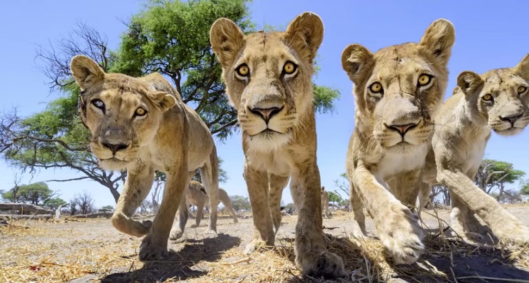Illustration for article titled Ennél jobb oroszlánfotók ma már nem lesznek!