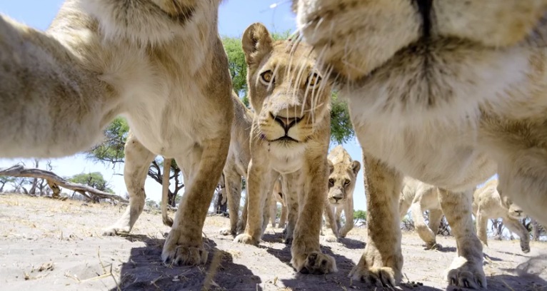 Illustration for article titled Ennél jobb oroszlánfotók ma már nem lesznek!