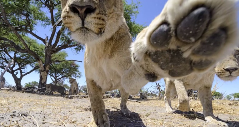 Illustration for article titled Ennél jobb oroszlánfotók ma már nem lesznek!