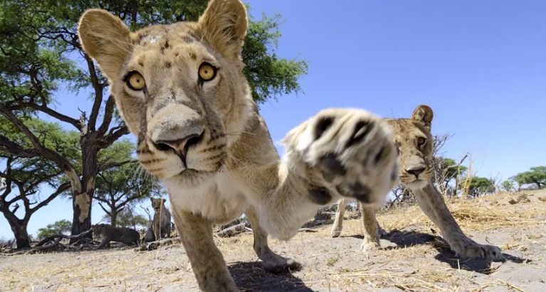 Illustration for article titled Ennél jobb oroszlánfotók ma már nem lesznek!