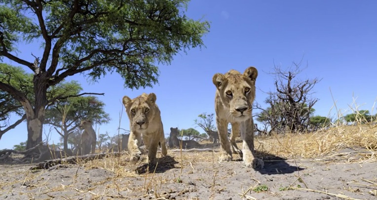 Illustration for article titled Ennél jobb oroszlánfotók ma már nem lesznek!