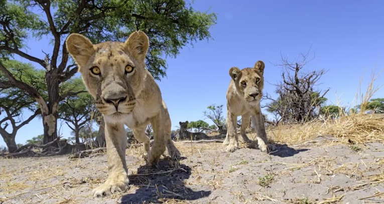 Illustration for article titled Ennél jobb oroszlánfotók ma már nem lesznek!