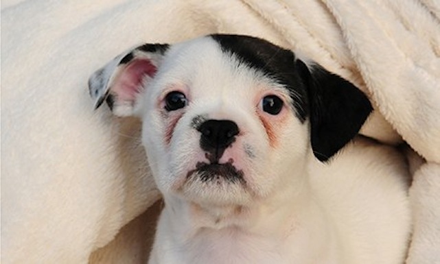 Végre nemcsak a macskák hasonlíthatnak Hitlerre