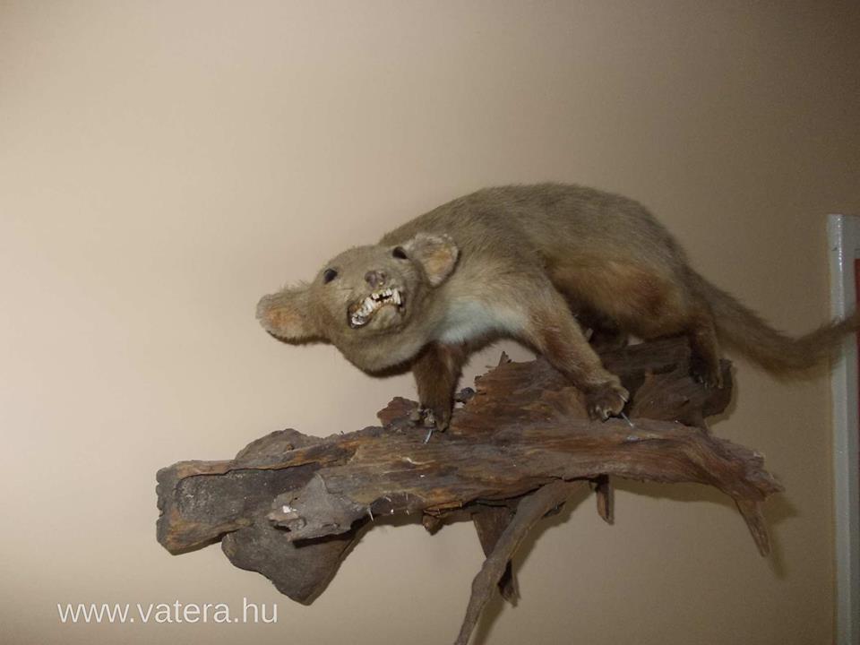 Illustration for article titled Kincsesbánya! A legsúlyosabb vaterás tárgyak egy helyen!