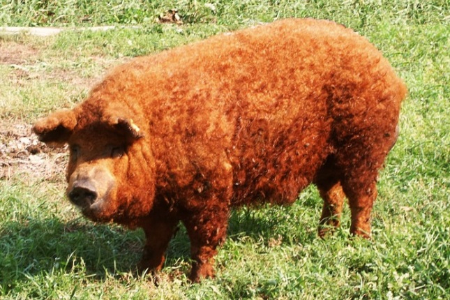 Mangalica-gate: románok lopnák a cuki magyar malac őshonosságát