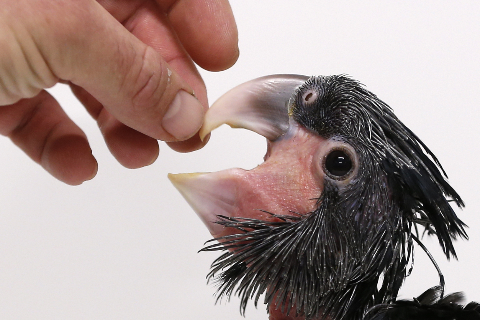 Illustration for article titled Vidám és nagyon ronda az újszülött pálmakakadu