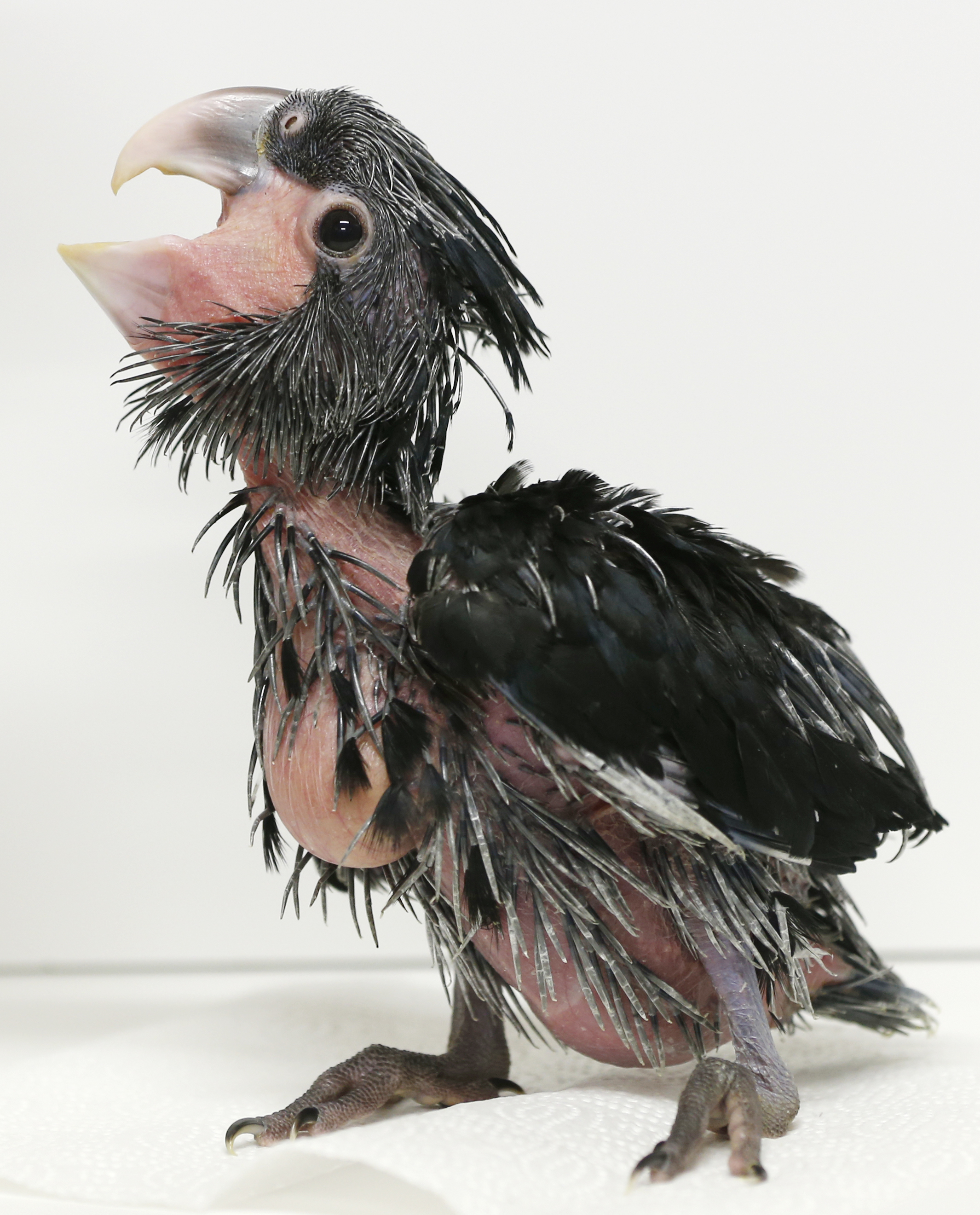 Illustration for article titled Vidám és nagyon ronda az újszülött pálmakakadu