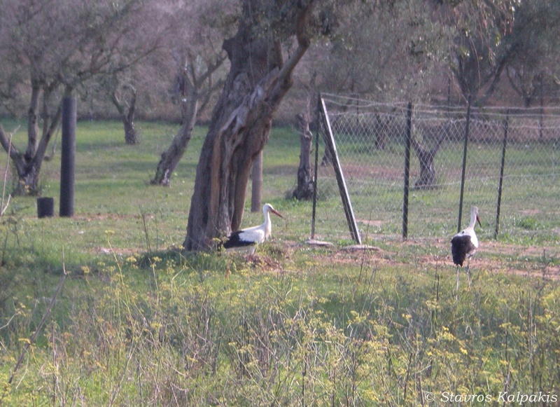 Illustration for article titled A legjobb dolog most a neten: gólyákat nyomkövetni Afrikában