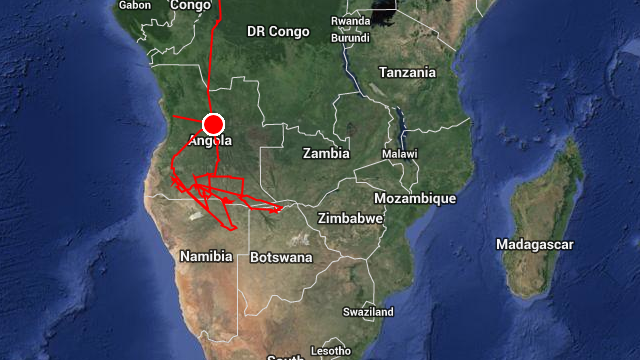 Illustration for article titled A legjobb dolog most a neten: gólyákat nyomkövetni Afrikában