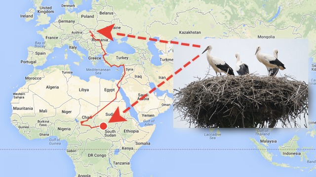 A legjobb dolog most a neten: gólyákat nyomkövetni Afrikában