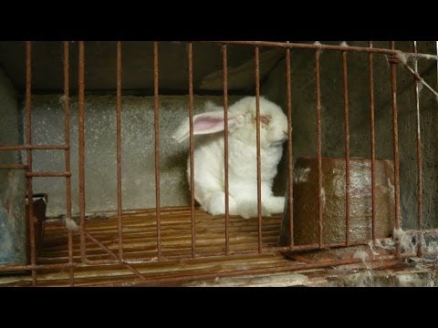 Csupaszra tépik az angóranyulakat Kínában