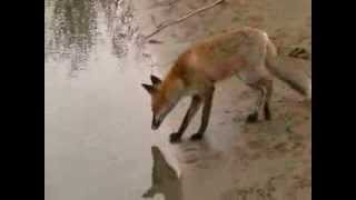 Ez a róka sokkal okosabb, mint egy államtitkár